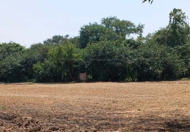 पंजाब का सबसे विशाल पेड़ बना कौतूहल का केंद्र, 300 साल पुरानी जड़ों का आठ एकड़ तक फैला साम्राज्य