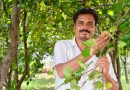 मैनपाट में ‘नाशपाती’ की मिठास